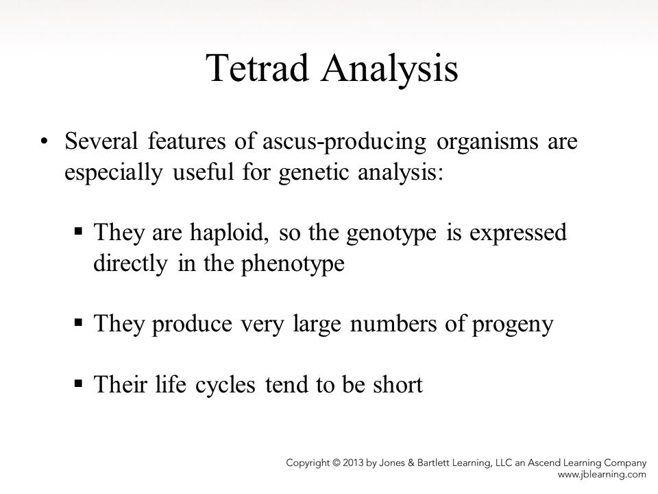 Tetrad Analysis Several features of ascus-producing organisms are especially useful for genetic analysis: