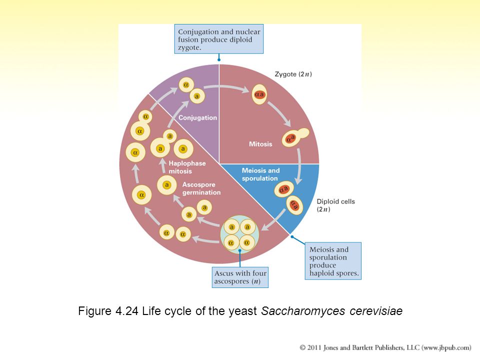 Figure 4.24 Life cycle of the yeast Saccharomyces cerevisiae