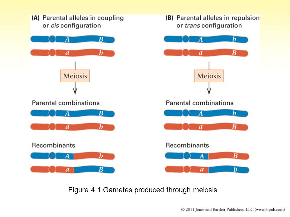 Figure 4.1 Gametes produced through meiosis