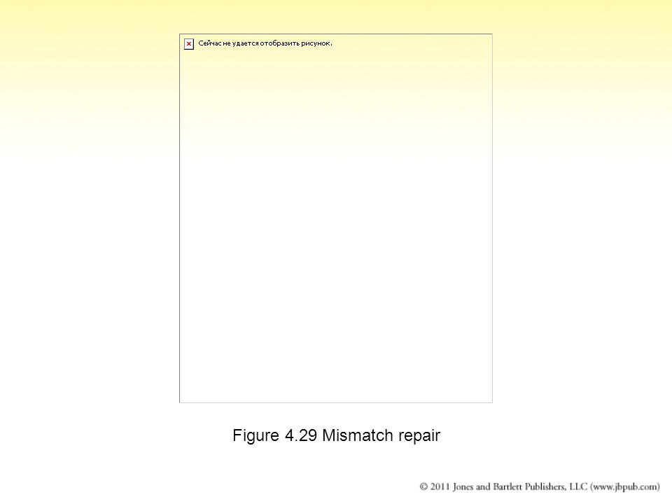 Figure 4.29 Mismatch repair