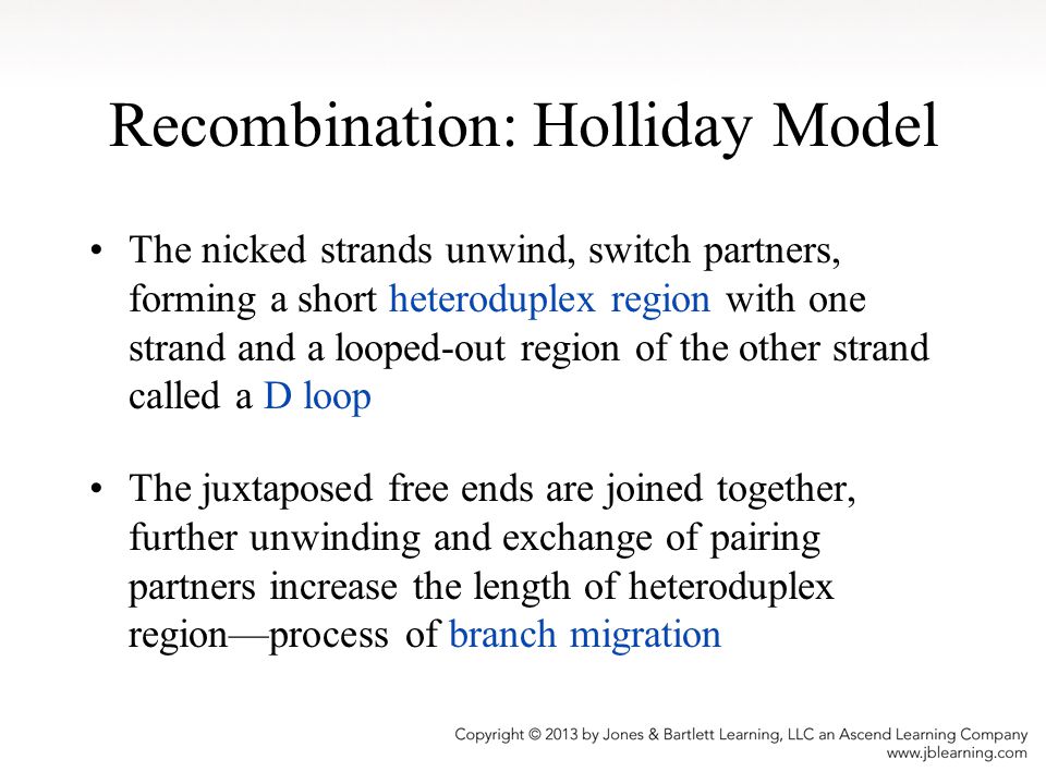 Recombination: Holliday Model