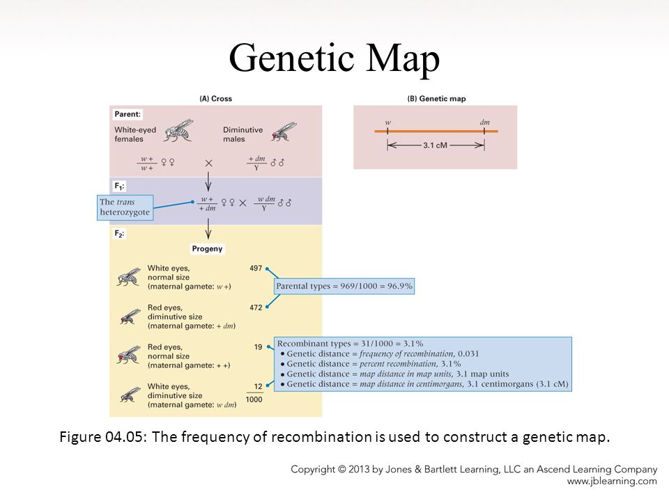 Genetic Map Figure 04.05: The frequency of recombination is used to construct a genetic map.