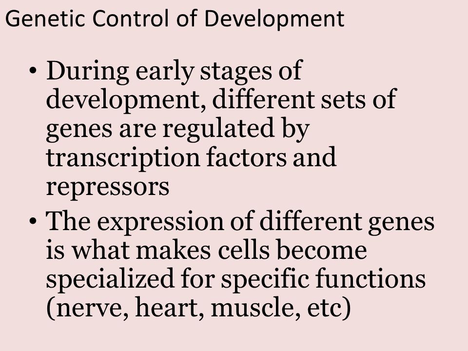 Genetic Control of Development