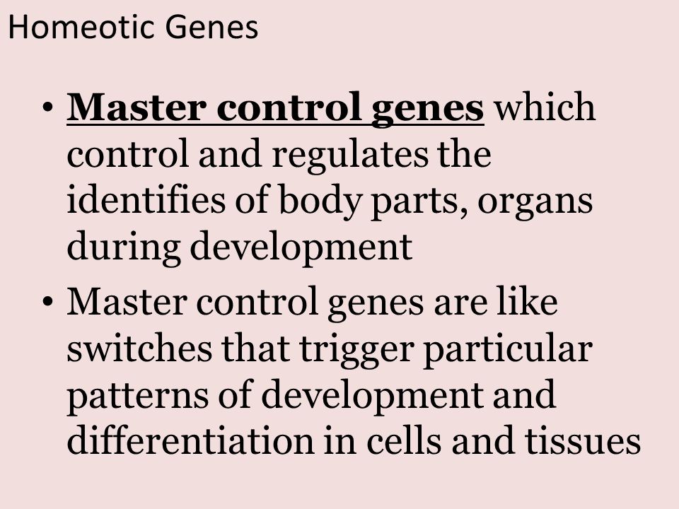 Homeotic Genes Master control genes which control and regulates the identifies of body parts, organs during development.