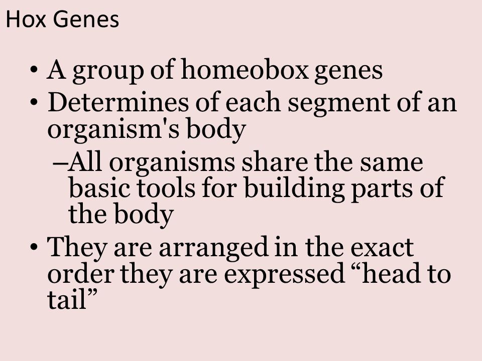A group of homeobox genes