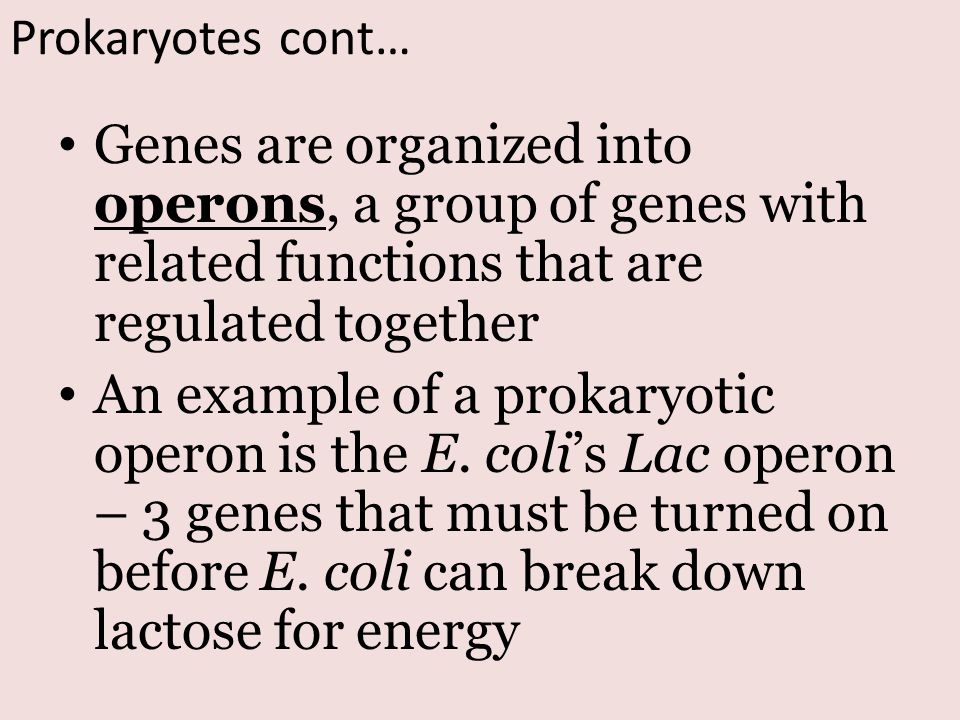 Prokaryotes cont… Genes are organized into operons, a group of genes with related functions that are regulated together.