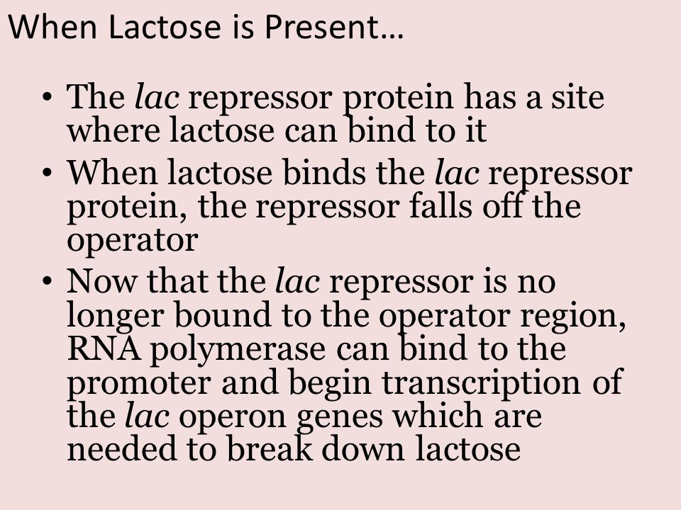 When Lactose is Present…
