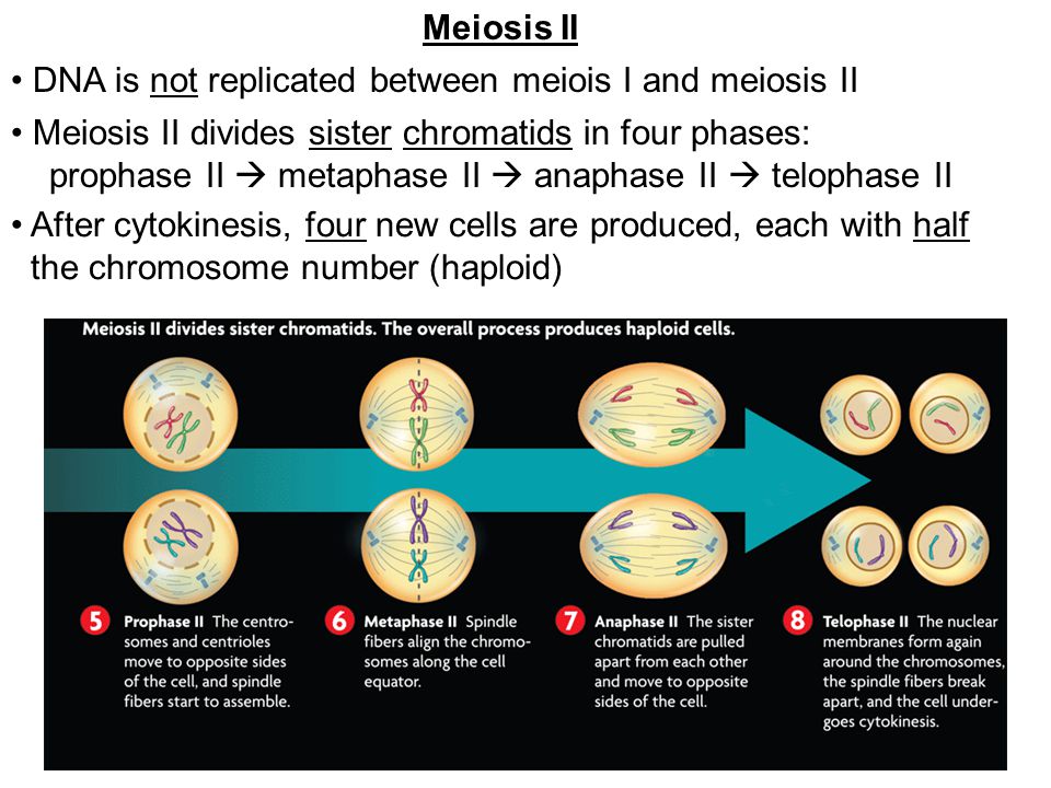 Meiosis II DNA is not replicated between meiois I and meiosis II. 