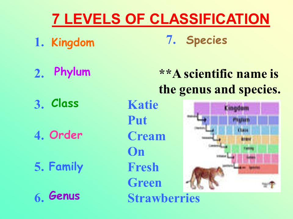 THE CHARACTERISTICS OF THE 6 KINGDOMS OF LIFE - ppt download