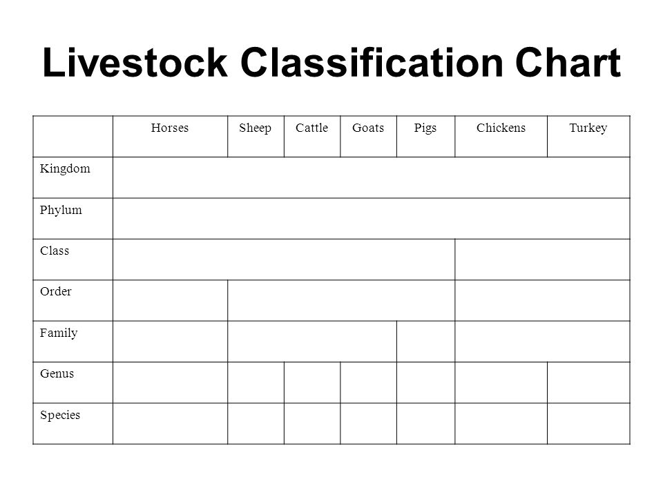 Animal Order Chart