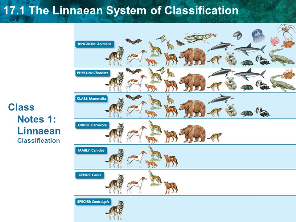 Linnaeus Classification System Chart