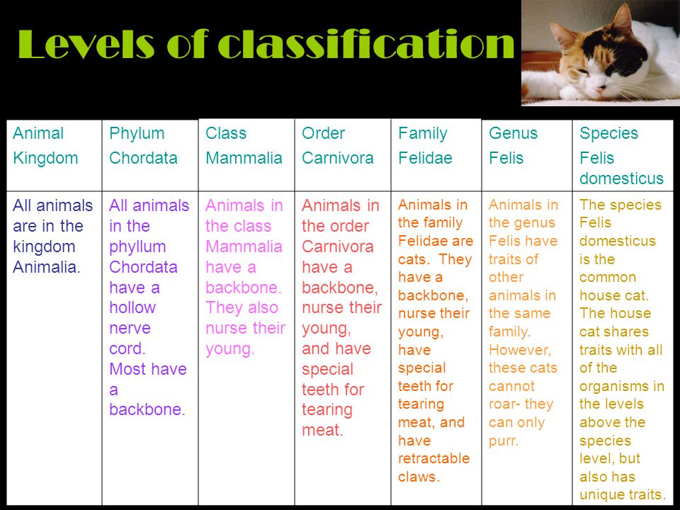 Classification Sorting it all out. - ppt video online download