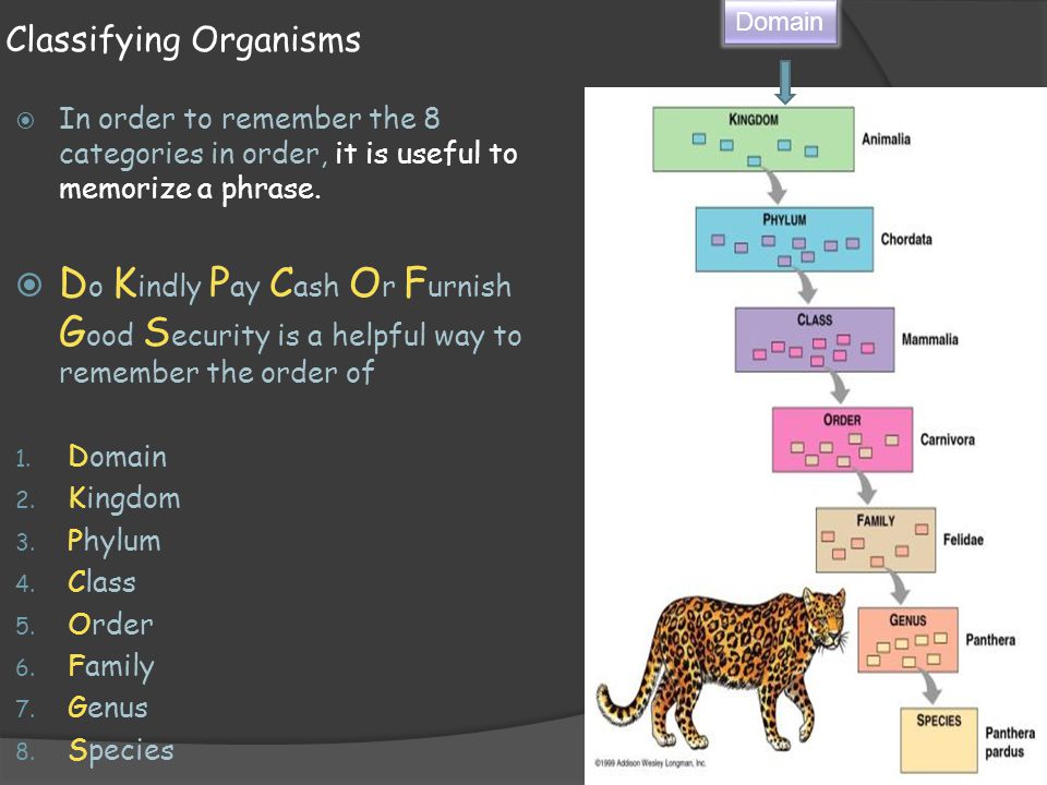Biology  Classification of Organisms - ppt video online download