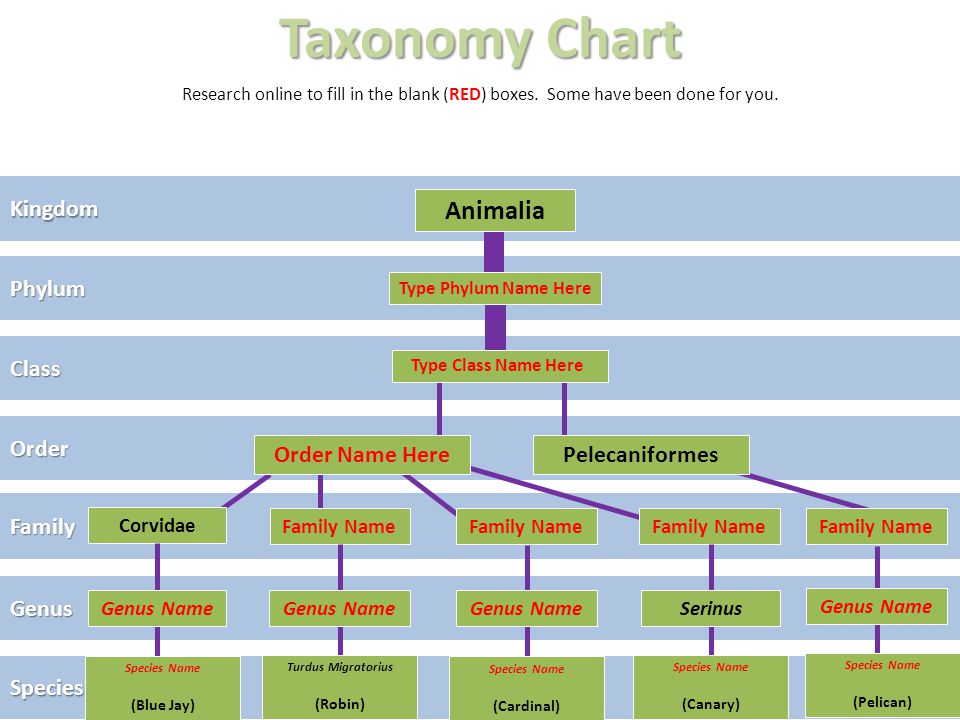 Bird Taxonomy Chart