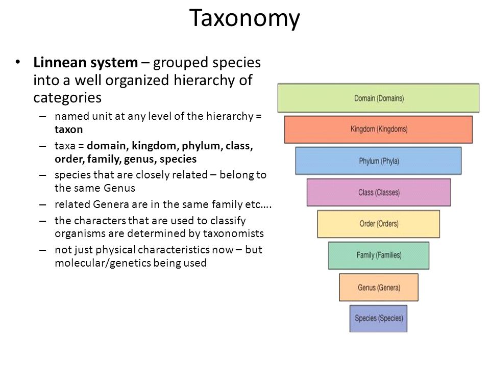 Таксономия wordpress. Таксономия. Таксономия в вебе. Фолксономия и таксономия. Филум Planctomycetes таксономия.
