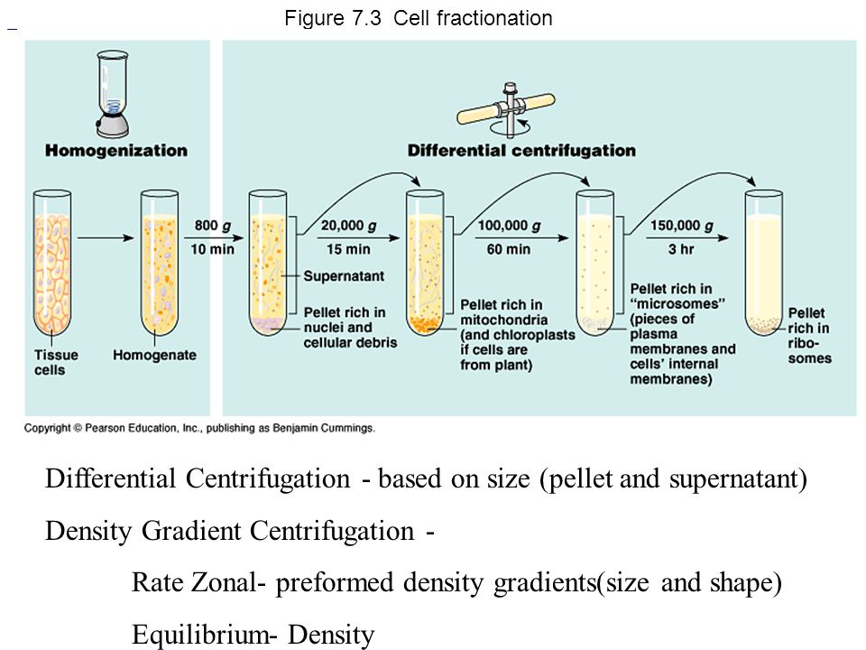 Figure 7.3 Cell fractionation.