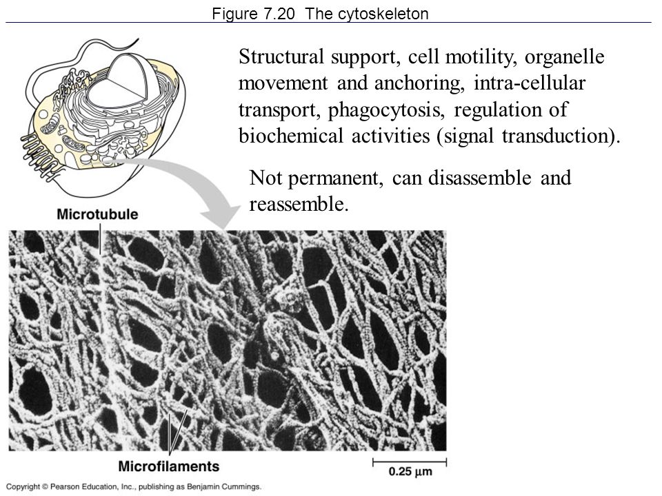 Цитоскелет на рисунке клетки. Строение цитоскелета эритроцитов. Цитоскелет тромбоцитов. Цитоскелет рисунок на прозрачном фоне. Cytoskeleton structure.