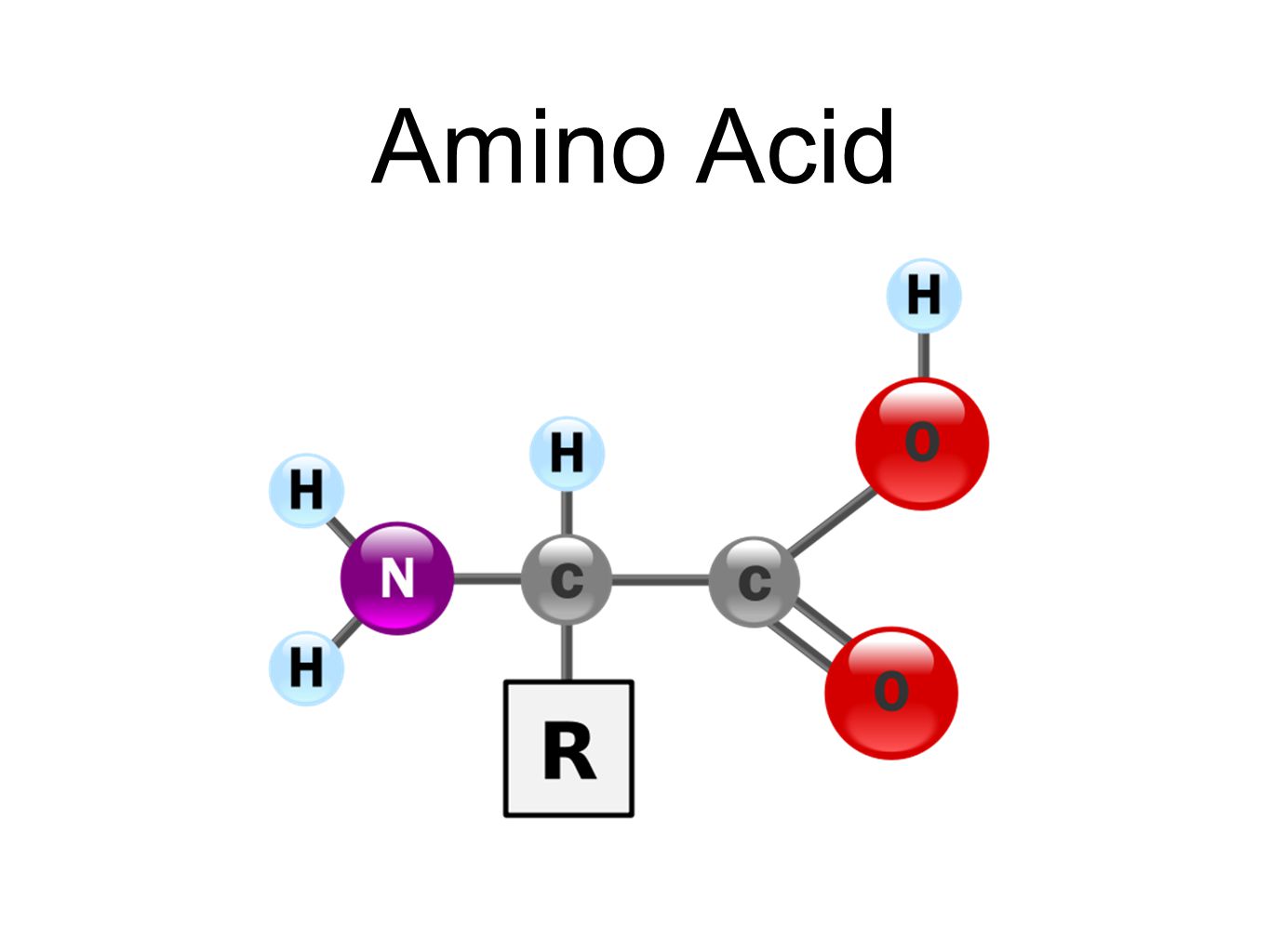 Атом углерода карбоксильной группы. Карбоксильная группа аминокислот. Аминогруппа радикал карбоксильная группа. Строение молекулы аминокислоты. Аминокислоты белок аминогруппа карбоксильная.