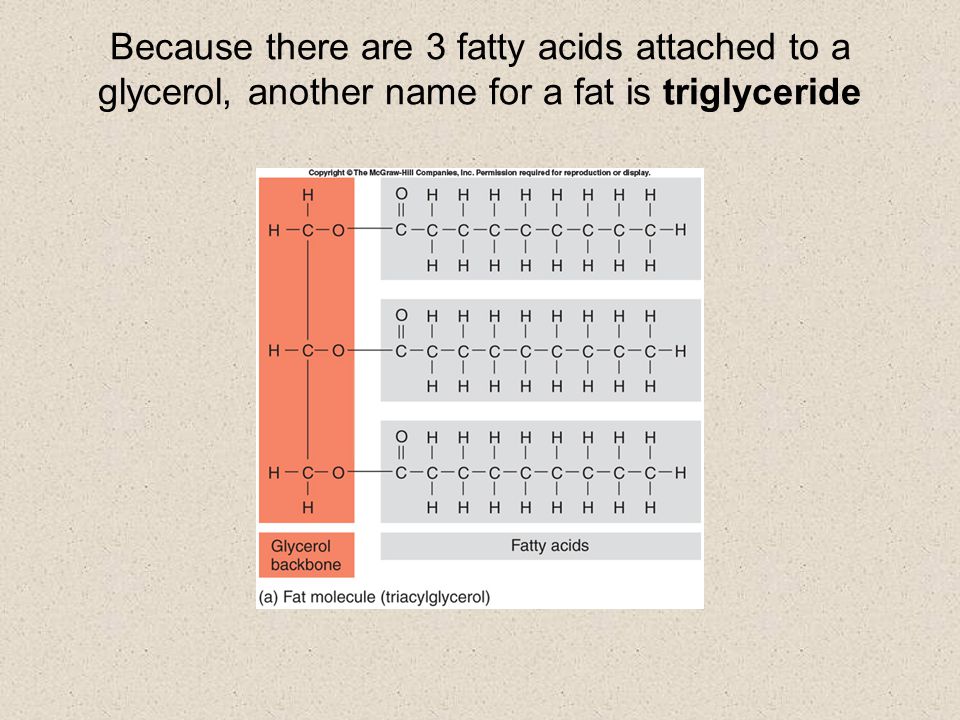 Because there are 3 fatty acids attached to a glycerol, another name for a fat is triglyceride