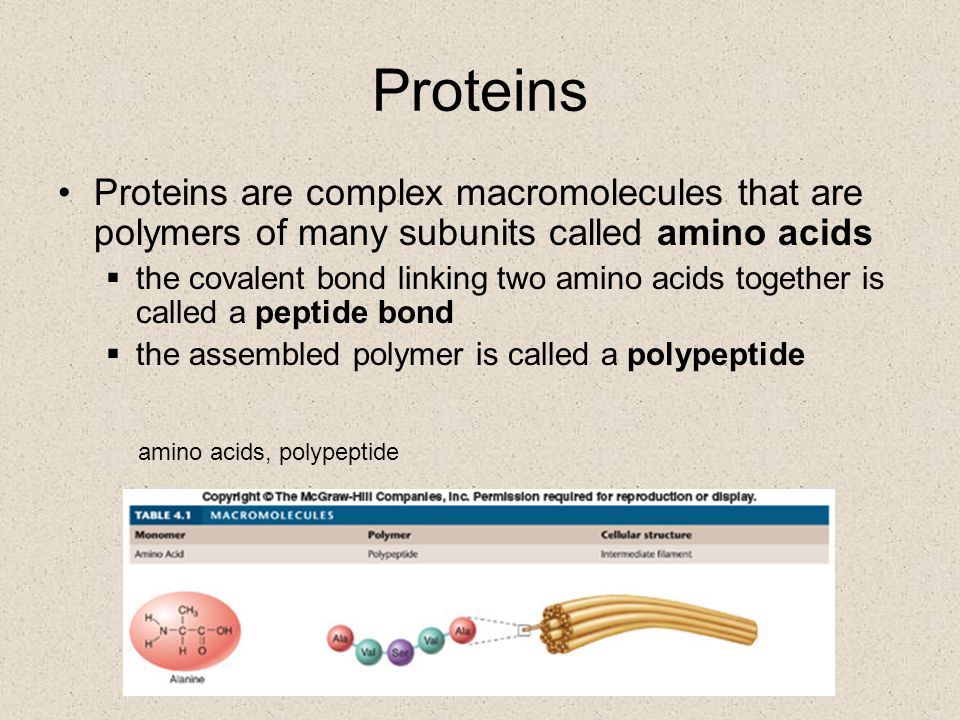 Proteins Proteins are complex macromolecules that are polymers of many subunits called amino acids.
