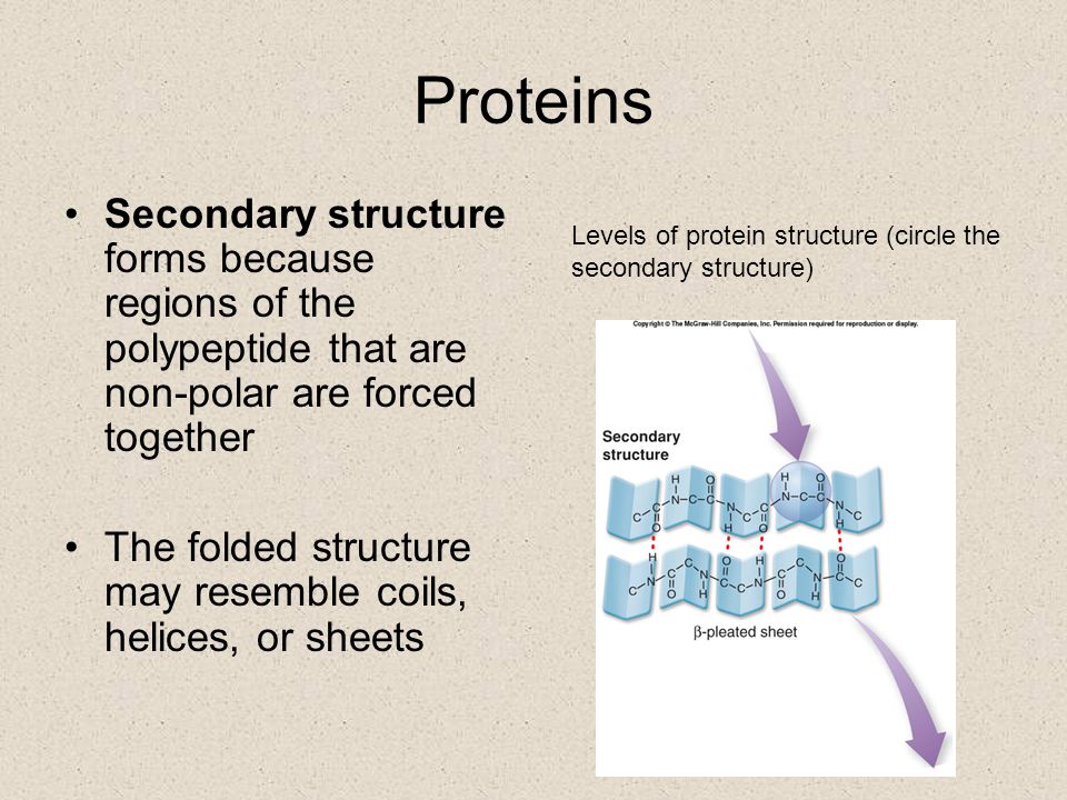 Proteins Secondary structure forms because regions of the polypeptide that are non-polar are forced together.