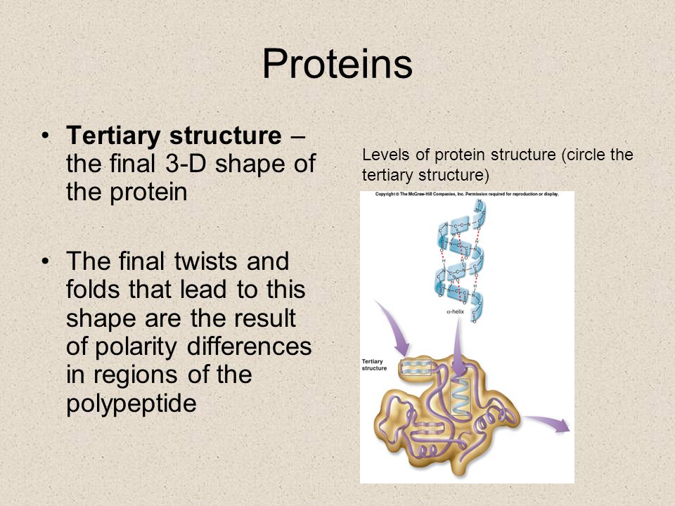 Proteins Tertiary structure – the final 3-D shape of the protein
