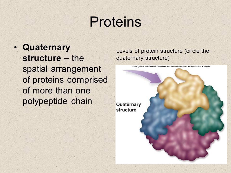 Proteins Quaternary structure – the spatial arrangement of proteins comprised of more than one polypeptide chain.