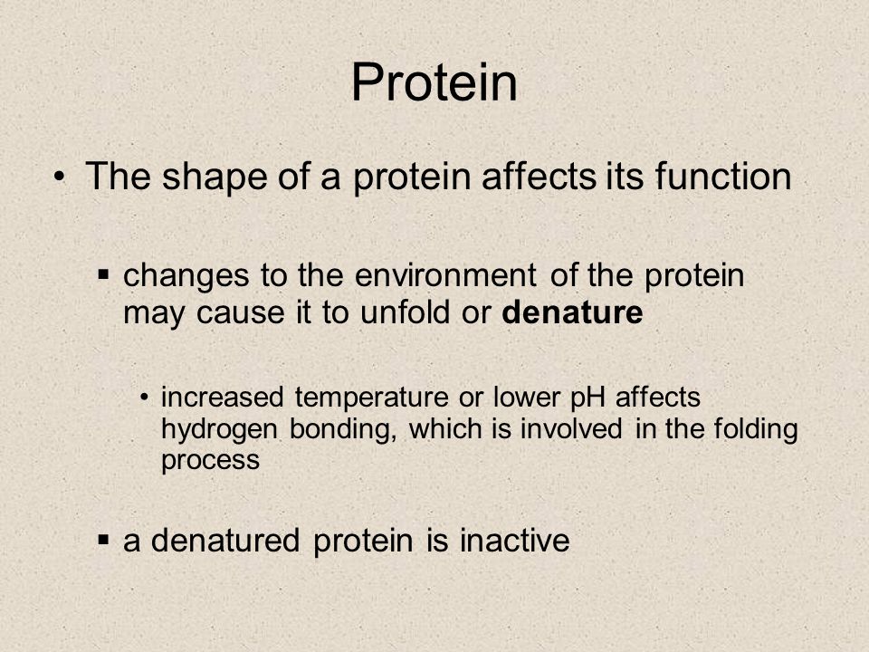 Protein The shape of a protein affects its function
