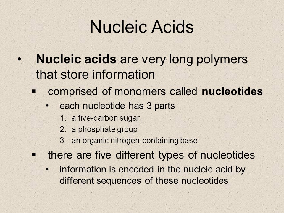 Nucleic Acids Nucleic acids are very long polymers that store information. comprised of monomers called nucleotides.