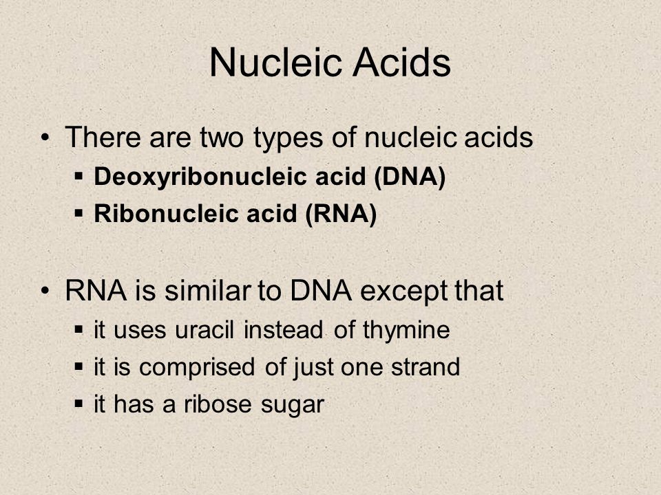 Nucleic Acids There are two types of nucleic acids