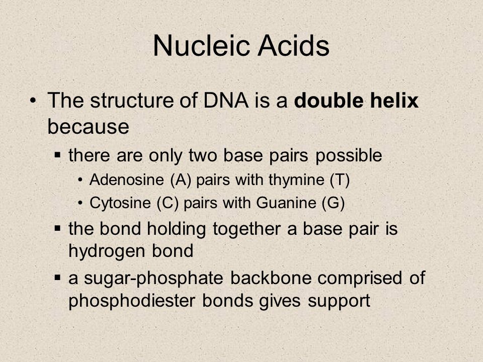 Nucleic Acids The structure of DNA is a double helix because