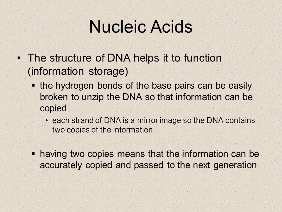Nucleic Acids The structure of DNA helps it to function (information storage)