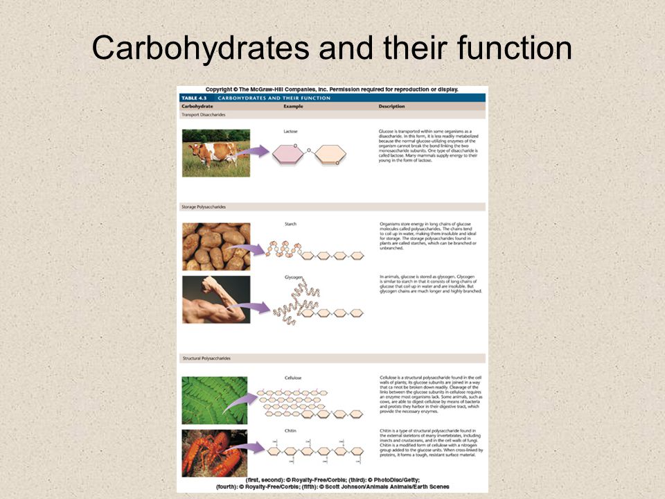 Carbohydrates and their function