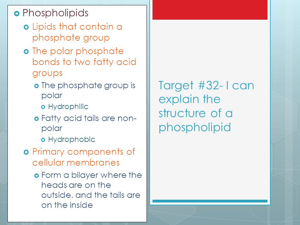 Target #32- I can explain the structure of a phospholipid