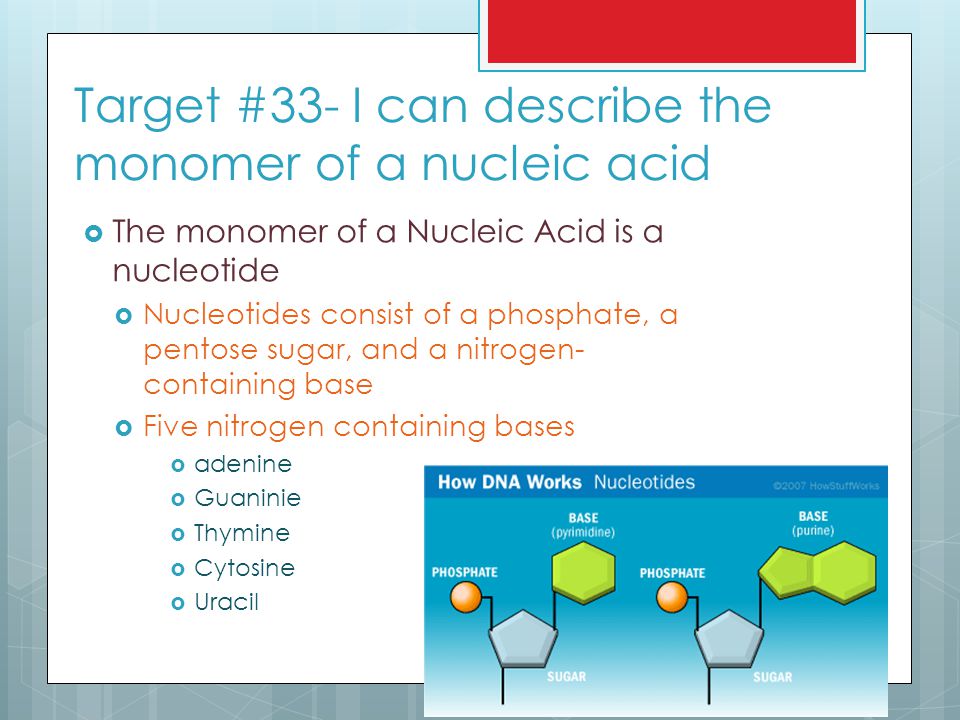 Target #33- I can describe the monomer of a nucleic acid