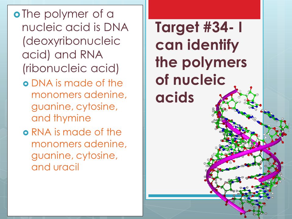 Target #34- I can identify the polymers of nucleic acids