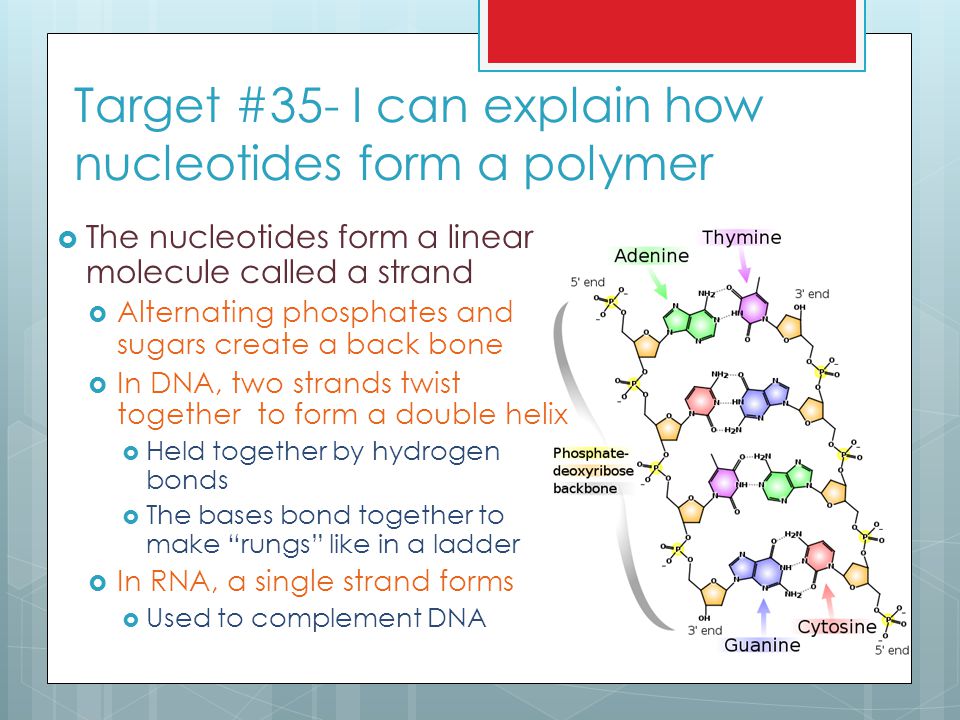 Target #35- I can explain how nucleotides form a polymer
