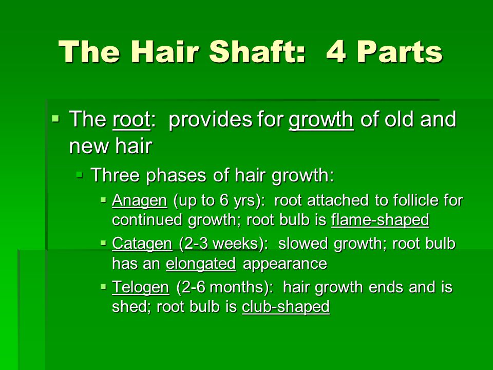 The Hair Shaft: 4 Parts The root: provides for growth of old and new hair. Three phases of hair growth: