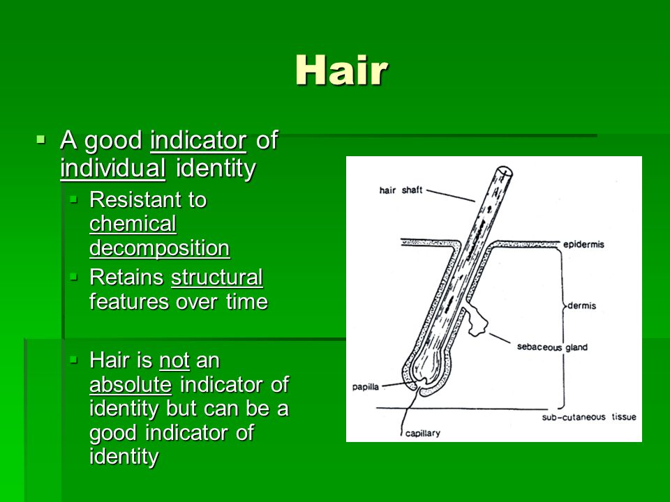 Hair A good indicator of individual identity