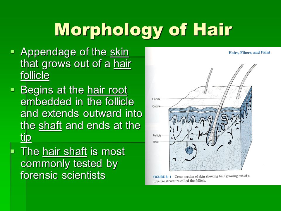Morphology of Hair Appendage of the skin that grows out of a hair follicle.