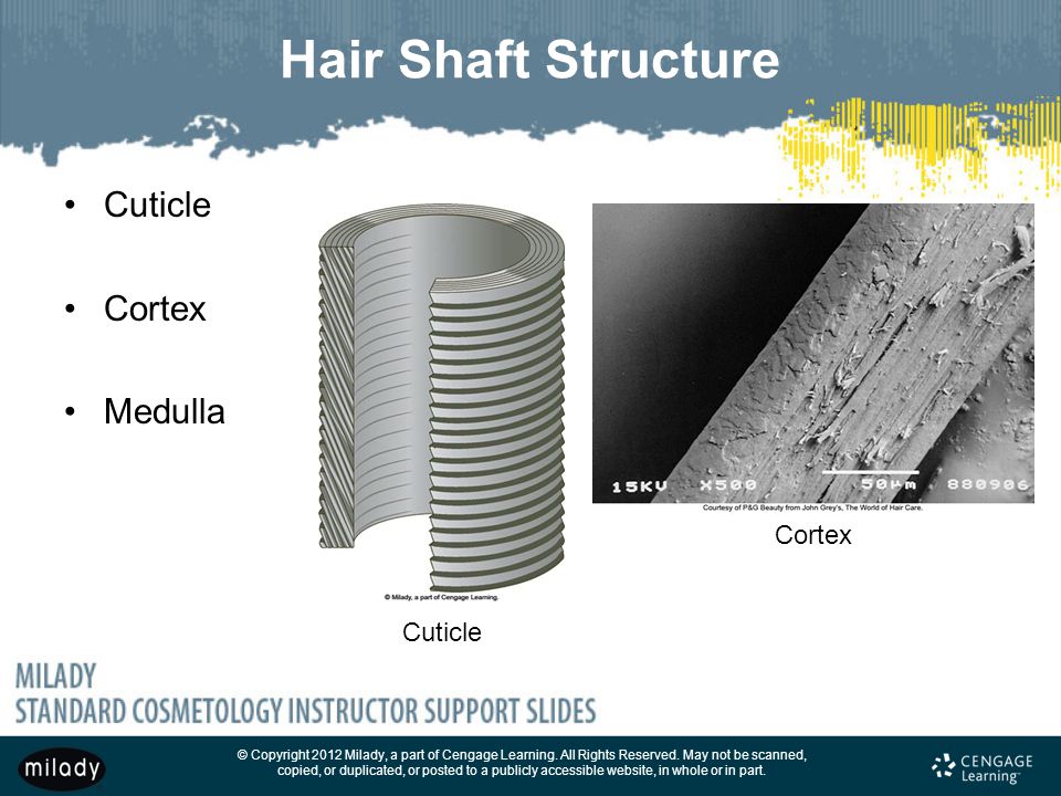 Hair Shaft Structure Cuticle Cortex Medulla Cortex Cuticle.