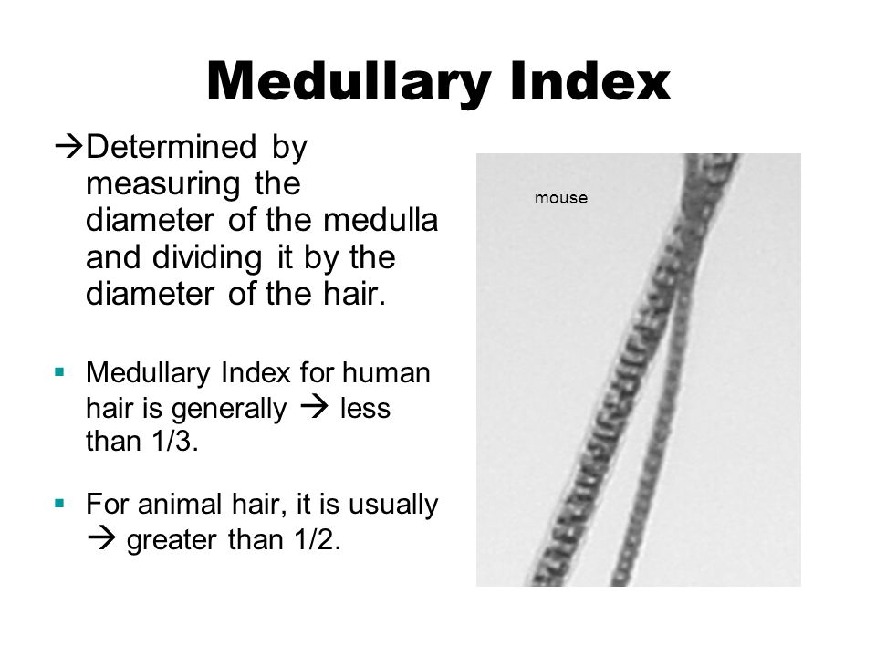 Hair Evidence. - ppt video online download