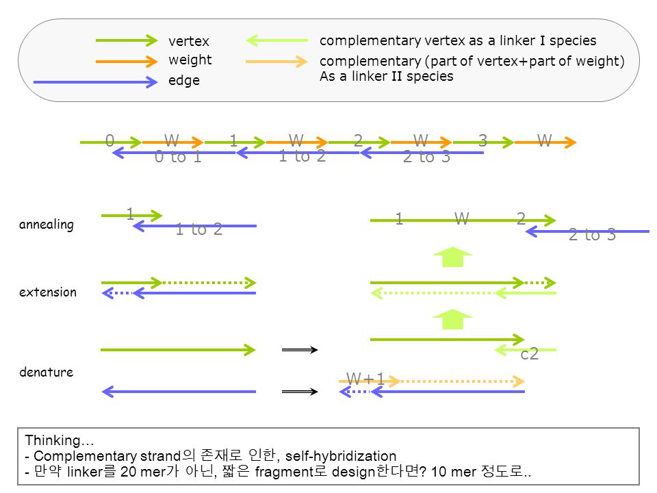vertex complementary vertex as a linker I species. weight. complementary (part of vertex+part of weight)