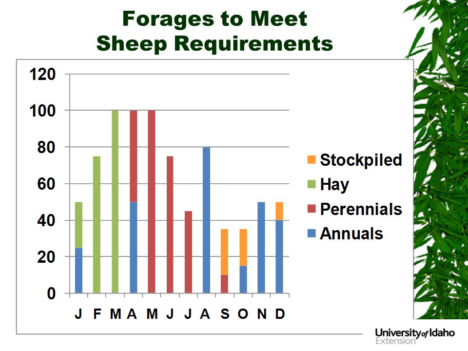 Forages to Meet Sheep Requirements