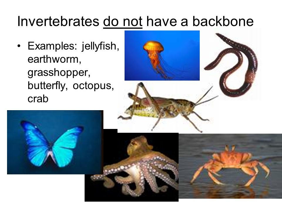 Invertebrates do not have a backbone - ppt video online download