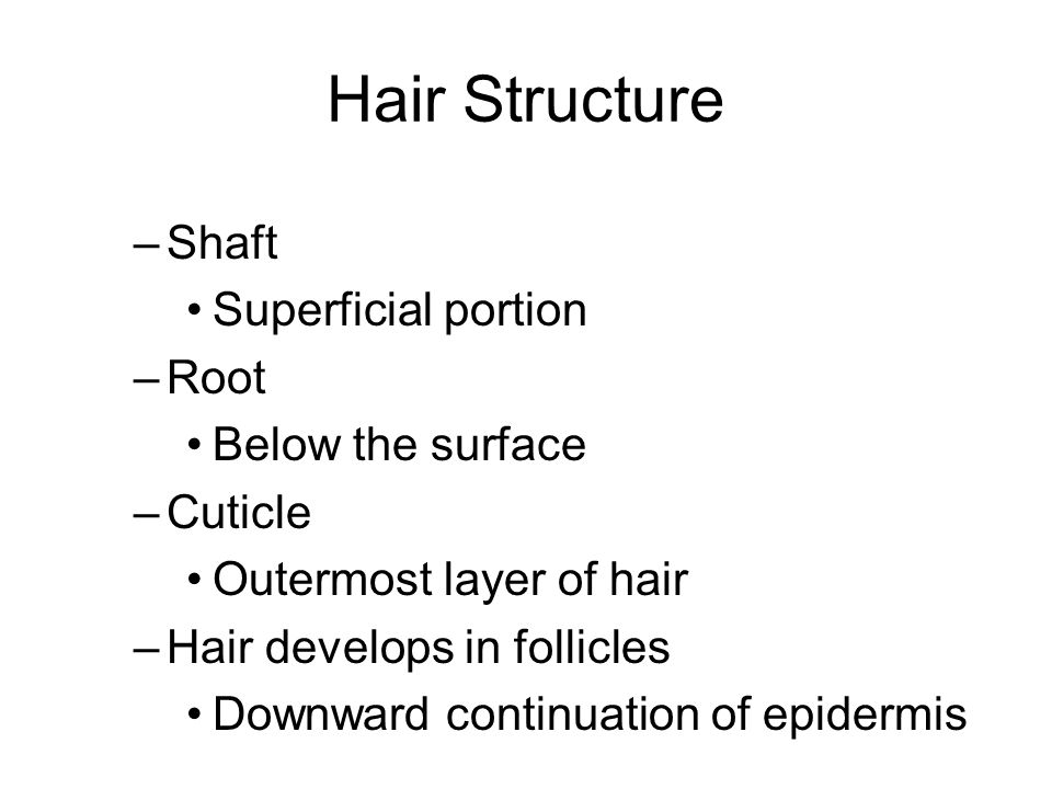 Hair Structure Shaft Superficial portion Root Below the surface