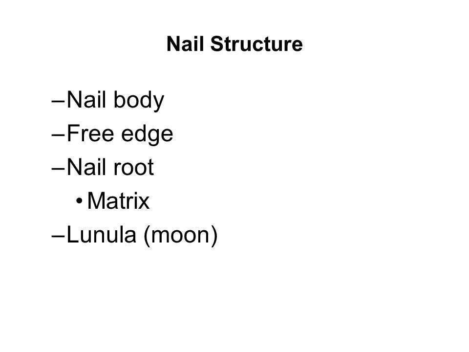 Nail Structure Nail body Free edge Nail root Matrix Lunula (moon)