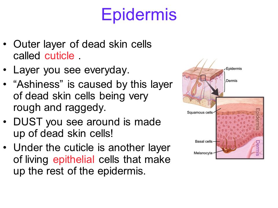 Epidermis Outer layer of dead skin cells called cuticle .