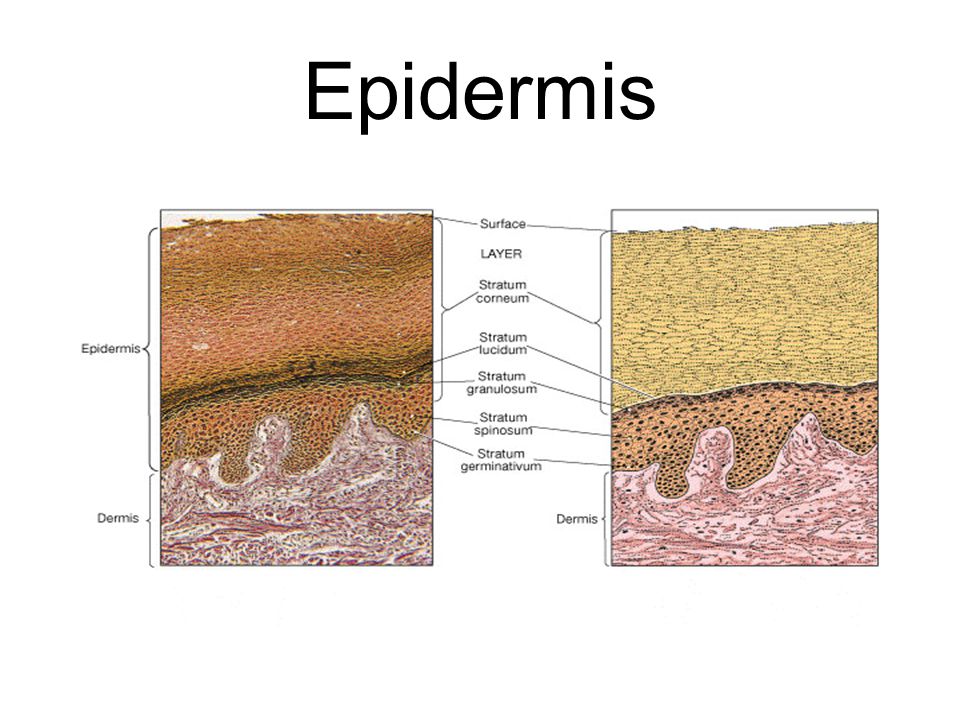 Epidermis FG04_03.JPG Title: The Structure of the Epidermis
