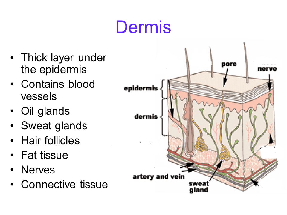 Dermis Thick layer under the epidermis Contains blood vessels